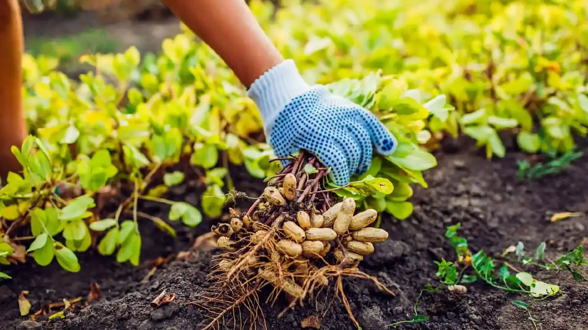 Peanuts freshly harvested from the soil