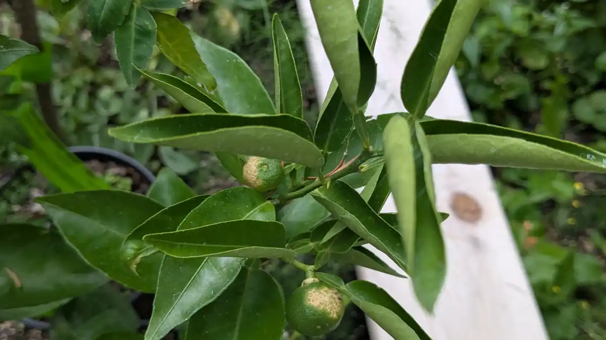 Sudachi with pale spots on fruit and curling leaves