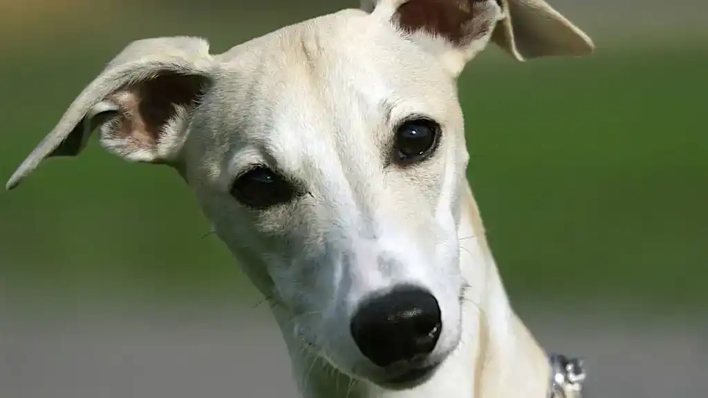 A whippet dog with a concerned expression