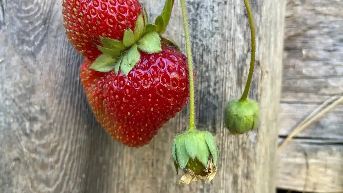 A double strawberry I found in my garden with a smaller one growing out the top of the larger one. They were delicious 